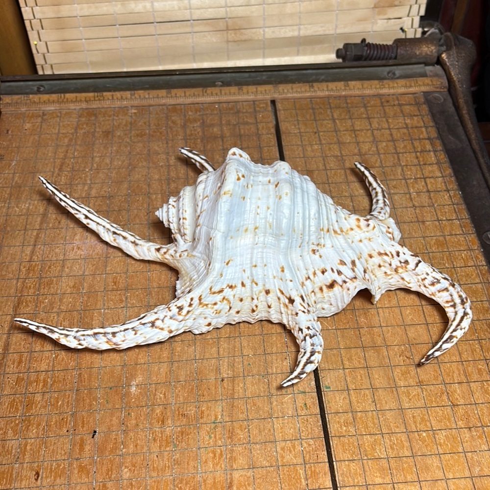 Spider Conch Natural White Brown Shell 10”Lx6.5”Wx2.75”H Beach Bath 11.4oz - Picture 5 of 17